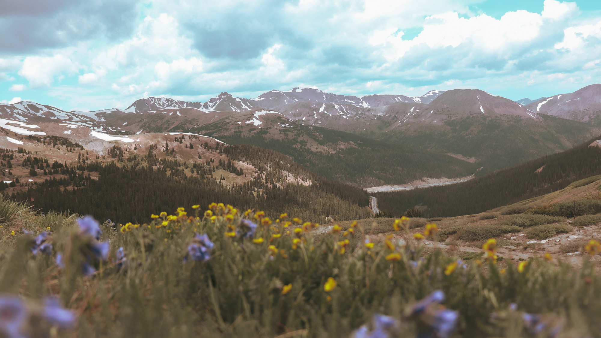 Looking east from the continental divide, into Clear Creek County Colorado. The spring flowers find a way to add a pop of color into the green and brown landscape.
